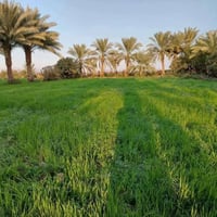 دونم وصاعد • طابو زراعي • الدوانم