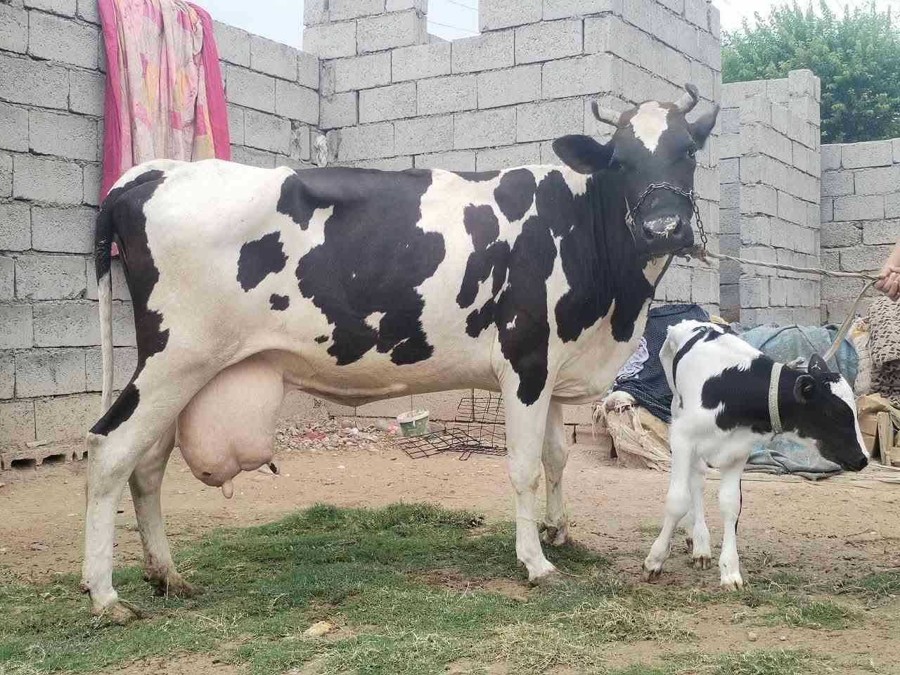 بقرة • حليب مضمون • دسامة