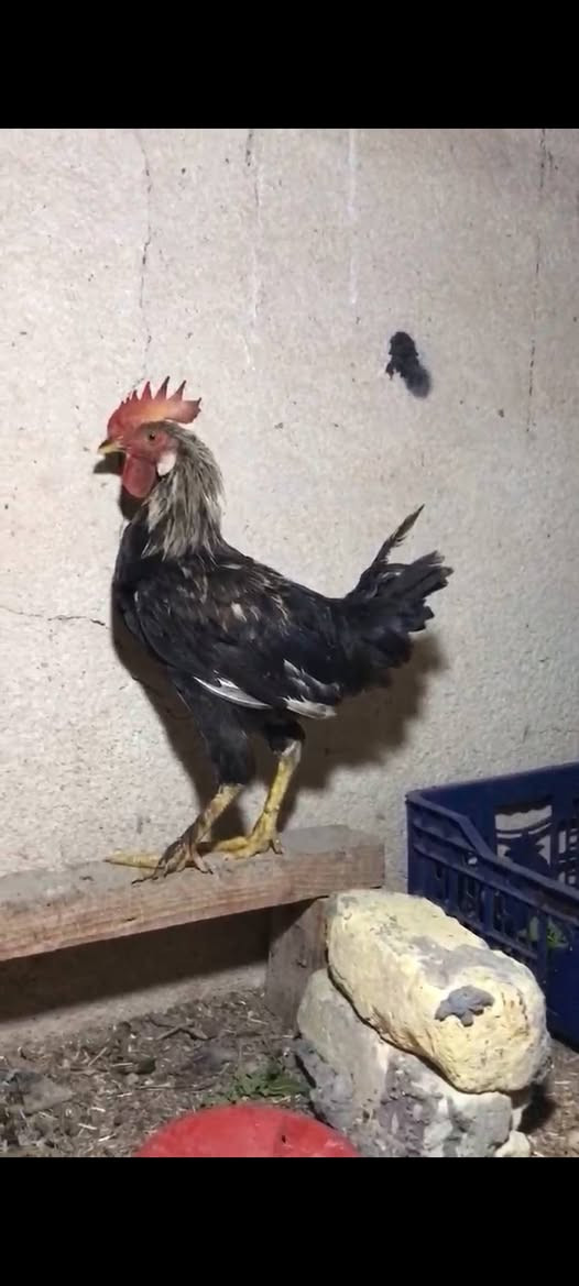 ديوجه كويتيات • ٣ • البصرة حمدان