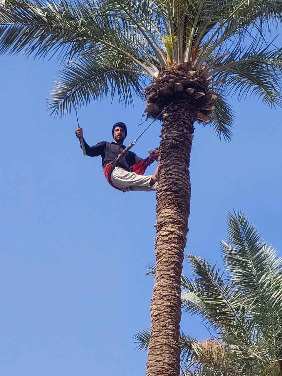 السلام عليكم مستعدون التكريب النخيل وقص التمر وقطع الشجار والنخيل التوصل واتساب او اتصل ***********
