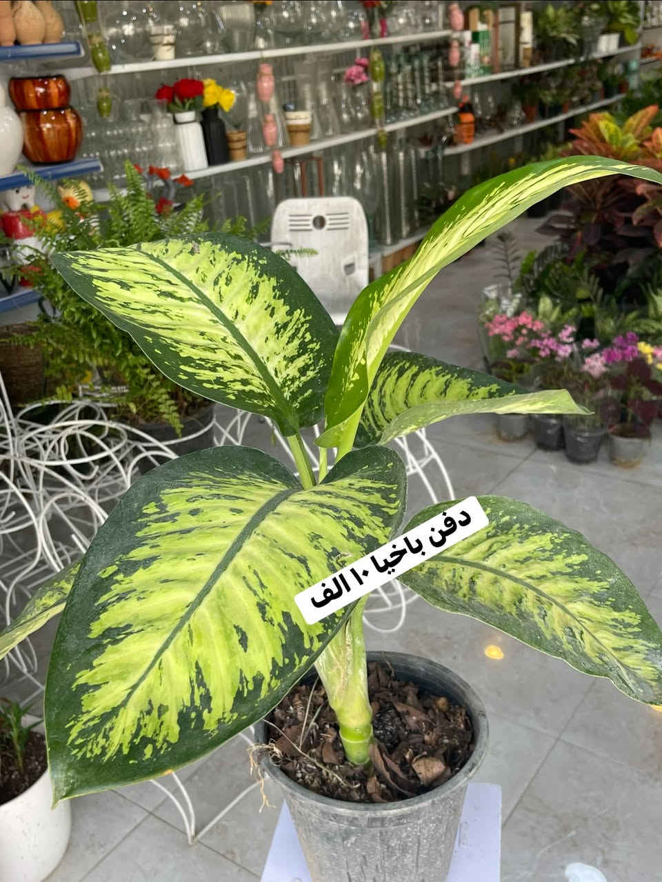 ...الانبار الرمادي العزيزية مكان الجديد...من جهة شارع العام خلف مجمع برج المسك شارع ميسلون  اول فرع على اليمين *********** ... يوجد توصيل داخل الرمادي...
