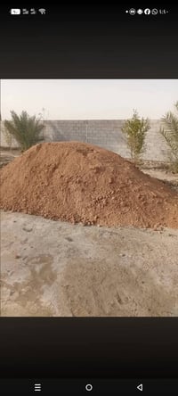 حمل فول • بدون كبان • مختبر