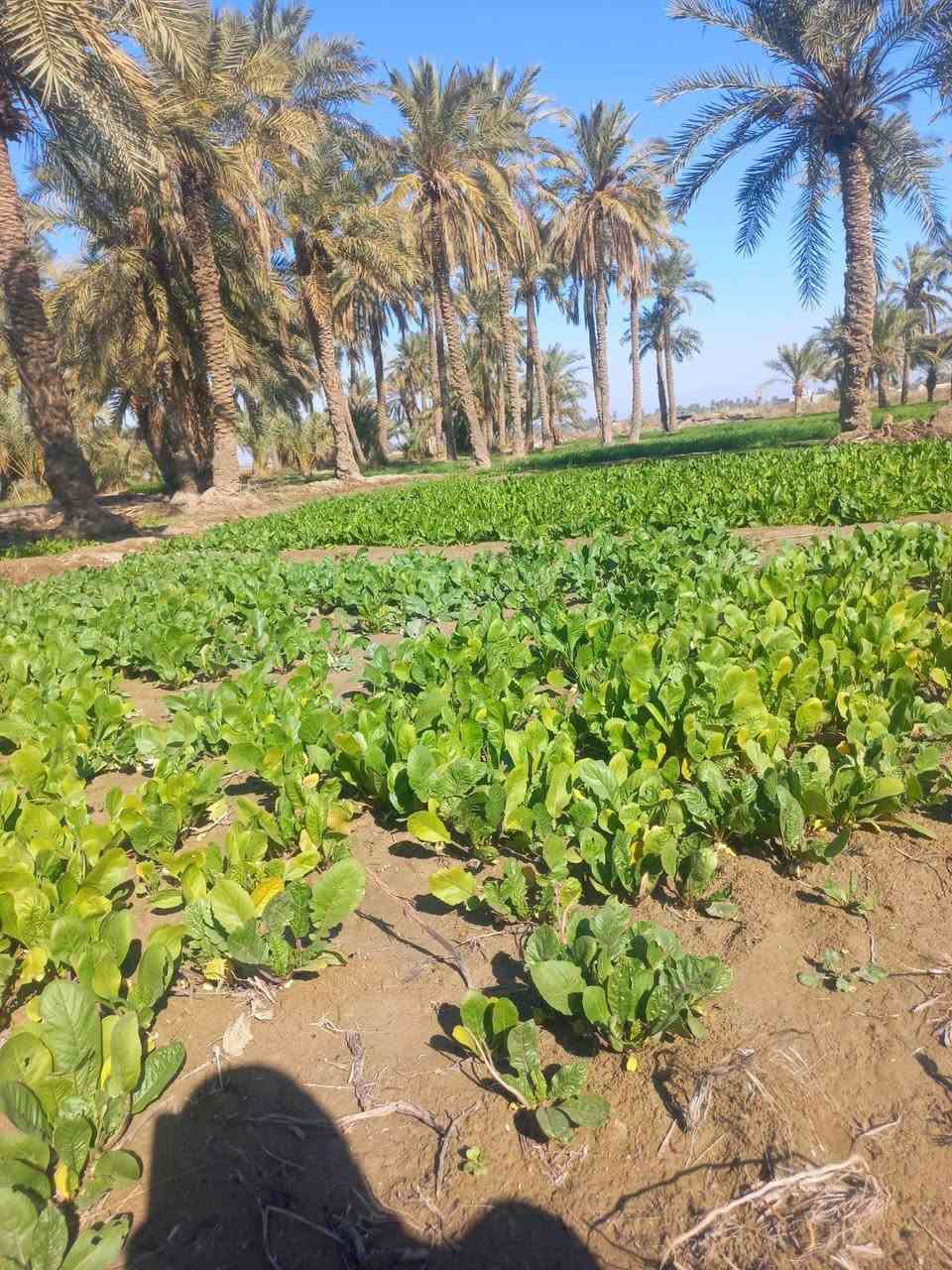 ٧ دوانم • زراعي • شاطئ الفرات