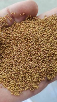 بزرات جت شرط • توصيل