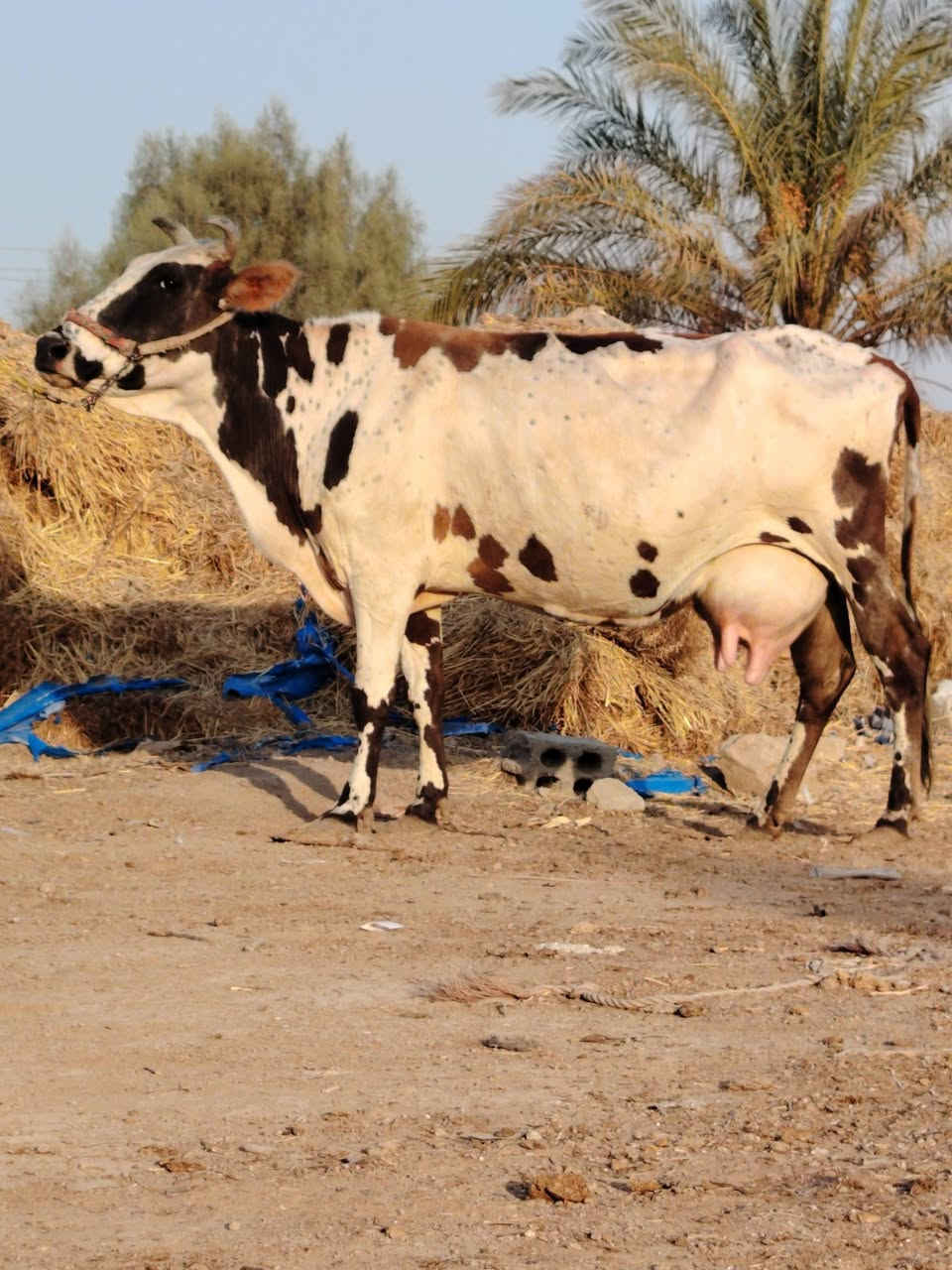 ماشاء الله تبارك رحمان دابه لبيع فريزية زراعية ام ثالث بطن وراها لقاح سمتال وماخذه لفحل شهرين ونص صاحبت ماعون وشطر تحلب وكتين وينه ليدور حلال نظيف وحلو مالت جناي شرط لحليب ودسامه خير من الله مشروطة كافه شروط لجني لسعر 2750 لمكان بابل شوملي لسفسار ***********,///***********
