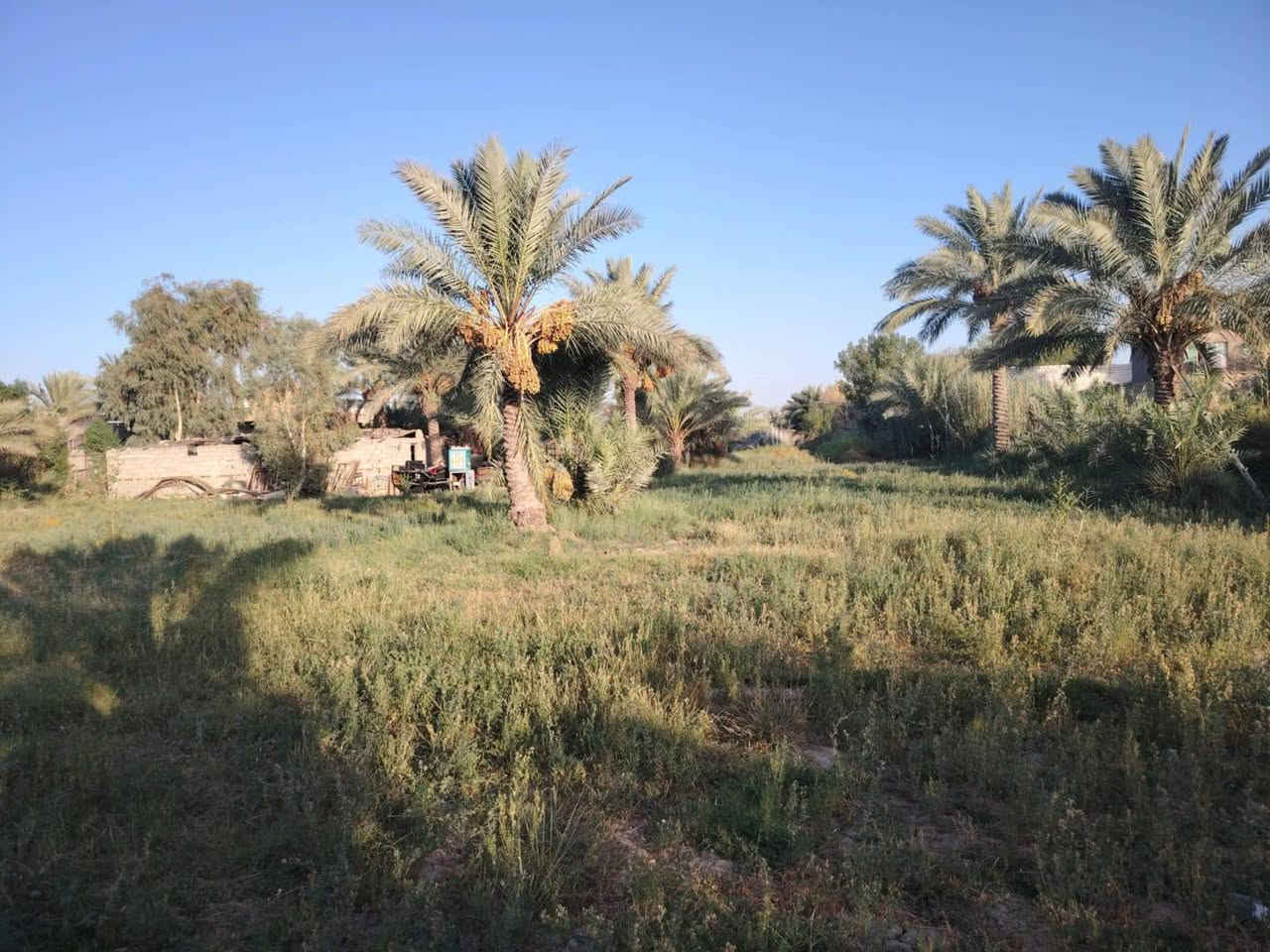 سلام عليكم من رخصت ابو الكروب مزرعة اللبيع مساحة ٣٠٠٠م مع بيت البيت يتكون من ٤غرف نوم وصالة واستقبال ١٥م ومطبخ وصحيات داخلية وخارجية خدمات كاملة كهرباء وماء اسألة وماء سقي تبعد عن شارع العام ١٥٠م العنوان طريق السنية جهة زوار مقابل جامعة جديده الاتصال على الرقم ***********
