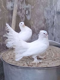طيور • زوجين • واسط قضاء الاحرار