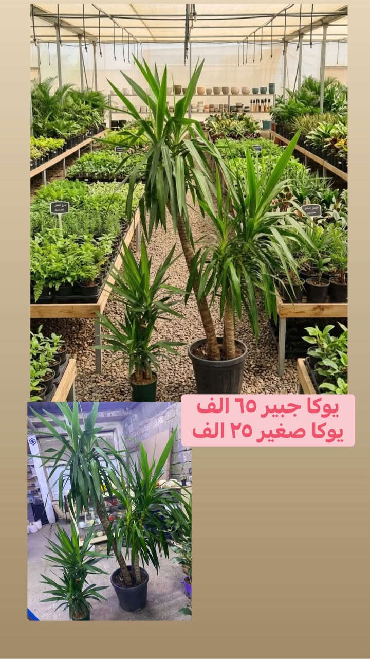 كه ياندن هه يه
توصيل متوفر كافه محافظات

نص مكتوب في الصور:
- نبات الهيدر
- سعر ٦ الاف
- جلد نمر طويل سعر ١٥ الف
- ٣٥ الف
- يوكا جبير ٦٥ الف يوكا صغير ٢٥ الف
- لب لاب طولي ١٢ الف
- الببروميا طولي ١٤ الف
- مونستيرا سعر ٣٥ الف
- مطاط ضلعين اسود هولندي سعره ٢٥ الف