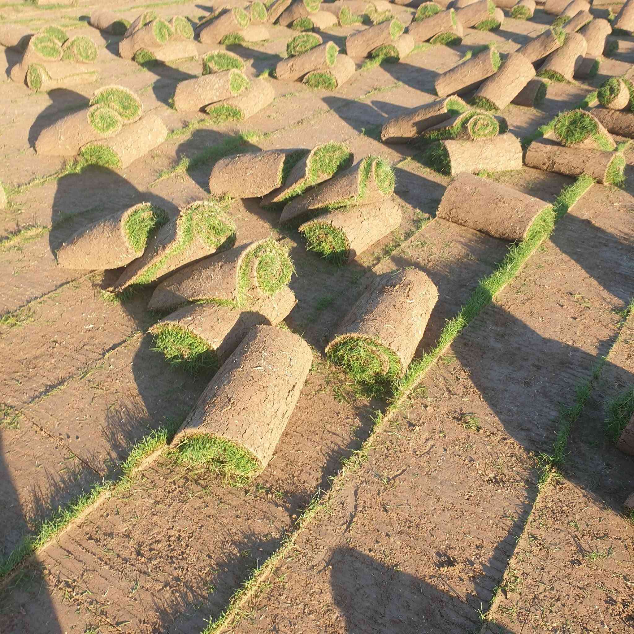 مرحبآ بكم في مجموعه مزارع ديالى لثيل الهندي الطبيعي 🌿🌱
 نقدم لكم افضل انوع الثيل الطبيعي عالي الجوده يتحمل كافه الظروف البيئية.🌦️🌞
دائم الخضرة🌿🌳 وباسعار تنافسيه وعروض مميزة ☘️❤️
#مستعدون لتجهيز وفرش الحدائق🏡 ودوائر الدولة🏡والمنازل🏡🏡
و تجهيز الملاعب🏟️ والمنتزهات بانسب الاسعار مع #ضمان الجودة العالية في العمل👷👷

مع خدمة التوصيل خلال24ساعه🚛🚛
 
 التواصل مع الصفحة عن طريق ارسال رسالة  او الاتصال

***********اتصال
***********واتساب #بغداد #بصرة #عمارة #ناصرية #سماوة #نجف #ديالى #ديوانية #بابل #كركوك #صلاح الدين #موصل #سليمانية #اربيل #دهوك #الانبار
