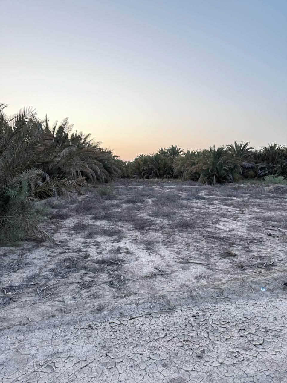 ٦ دونم • طابو سند ٢٥ • سماوه السوير