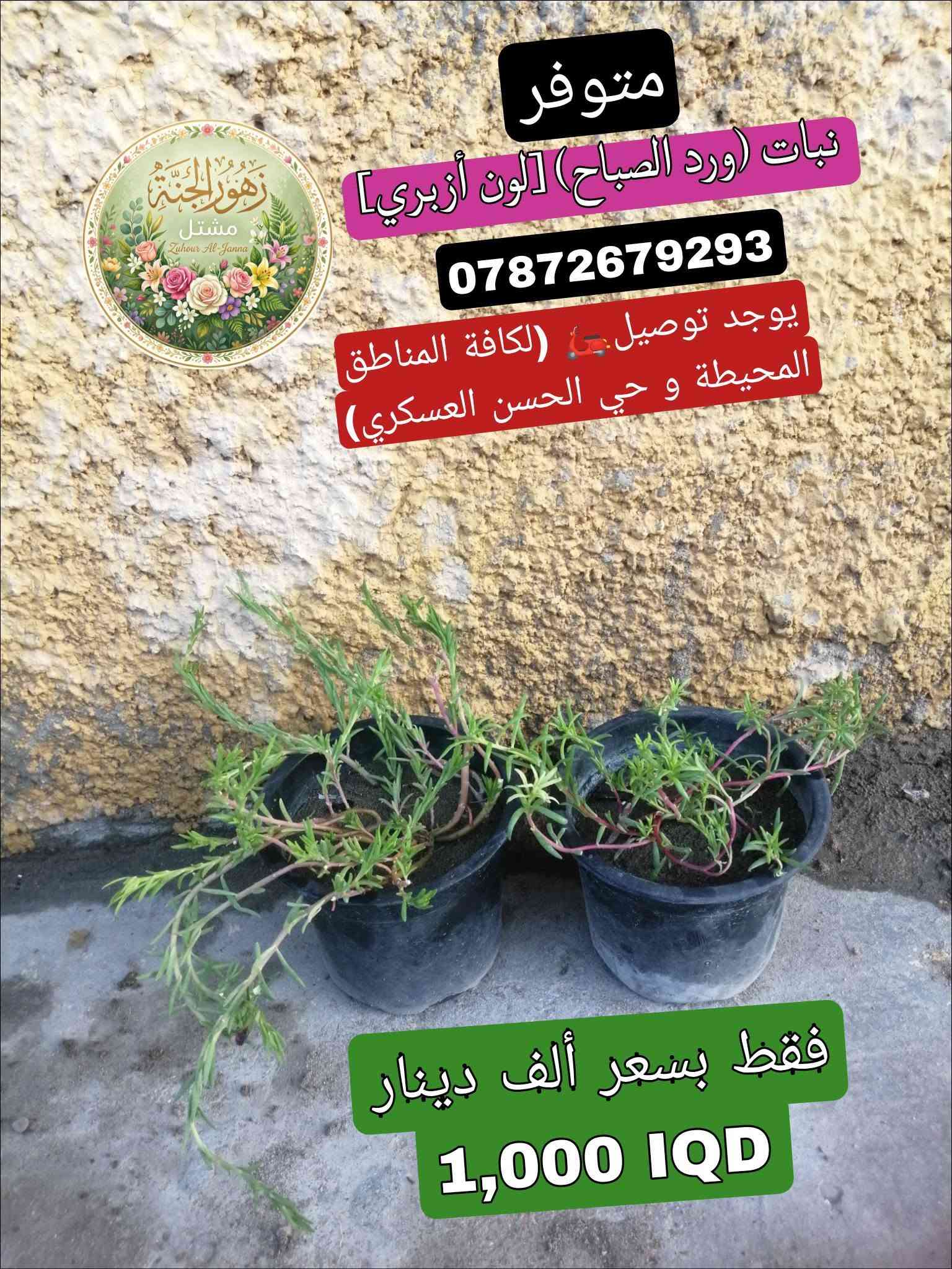 تتوفر مجموعة من النباتات الجميلة عند مشتل زهور الجنة، شوفو الجمال😍.
‏
‏*********** واتساب :يتوفر توصيل لمنطقة حي الحسن العسكري و المناطق المجاورة لها.
‏
‏عنوانة: بغداد - التاجي - حي الحسن العسكري - دور الضباط - شارع عصام الحلاق و أبو حسن الجبوري.
‏
‏يا أهلاً و سهلاً تنورونة بجيتكم❤️🙏🏻.
‏

نص مكتوب في الصور:
- متوفر#
- نبات (دمعة الطفل)
- ***********
- يوجد توصيل 🚗
- (لكافة المناطق المحيطة و حي
- الحسن العسكري)
- فقط بسعر ألف دينار
- 1,000 IQ
- متوفر #
- نبات (عين البزون)
- #متوفر نبات (المحكلة) *********** يوجد توصيل (لكافة المناطق المحيطة و حي الحسن العسكري) فقط بسعر ألف دينار 1,000 IQ
- #متوفر نبات (دم العاشق) فقط بسعر ألف دينار 1,000 IQ
- متوفر نبات (السجاد) *********** يوجد توصيل (لكافة المناطق المحيطة و حي الحسن العسكري) فقط بسعر ألف دينار 1,000 IQD
- متوفر
- نبات (دم العاشق [الكويتي])
- يوجد توصيل (لكافة المناطق المحيطة و حي الحسن العسكري)
- 1,000 IQD
- مشتل زهور الجنة
- Zuhour Al-Janna
- نبات (ورد الصباح) [لون أزبري]
- #متوفر
- نبات (بتونيا الصحراء)
- [تزهير لون بنفسجي]