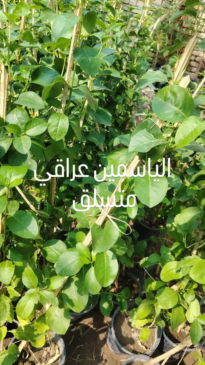 مشتل الأخوين • جوري عطري • ياسمين متسلق
