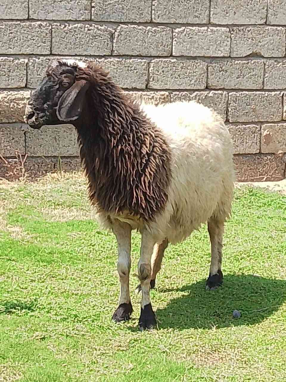 السلام عليكم نعحه خشانه فول سمينه فول مربوطه على طحين صبه مال لحم سنه حيل نضيف ثالث رابع شرط          شرط النصاحه المكان صلاح الدين الشرقاط قرية الحوريه مقابيل السايلو للستفسار اكثر اتصل على رقم ***********
