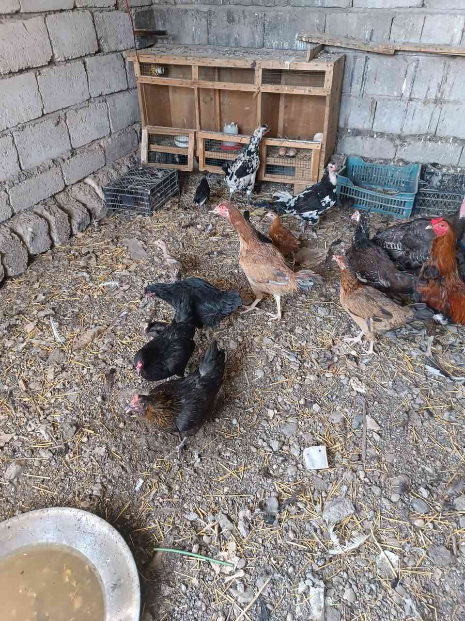 متاح دجاج بياض مع ديجين مع صواصي اصغار واكبار مع بصراويه 

رقم الهاتف ***********
