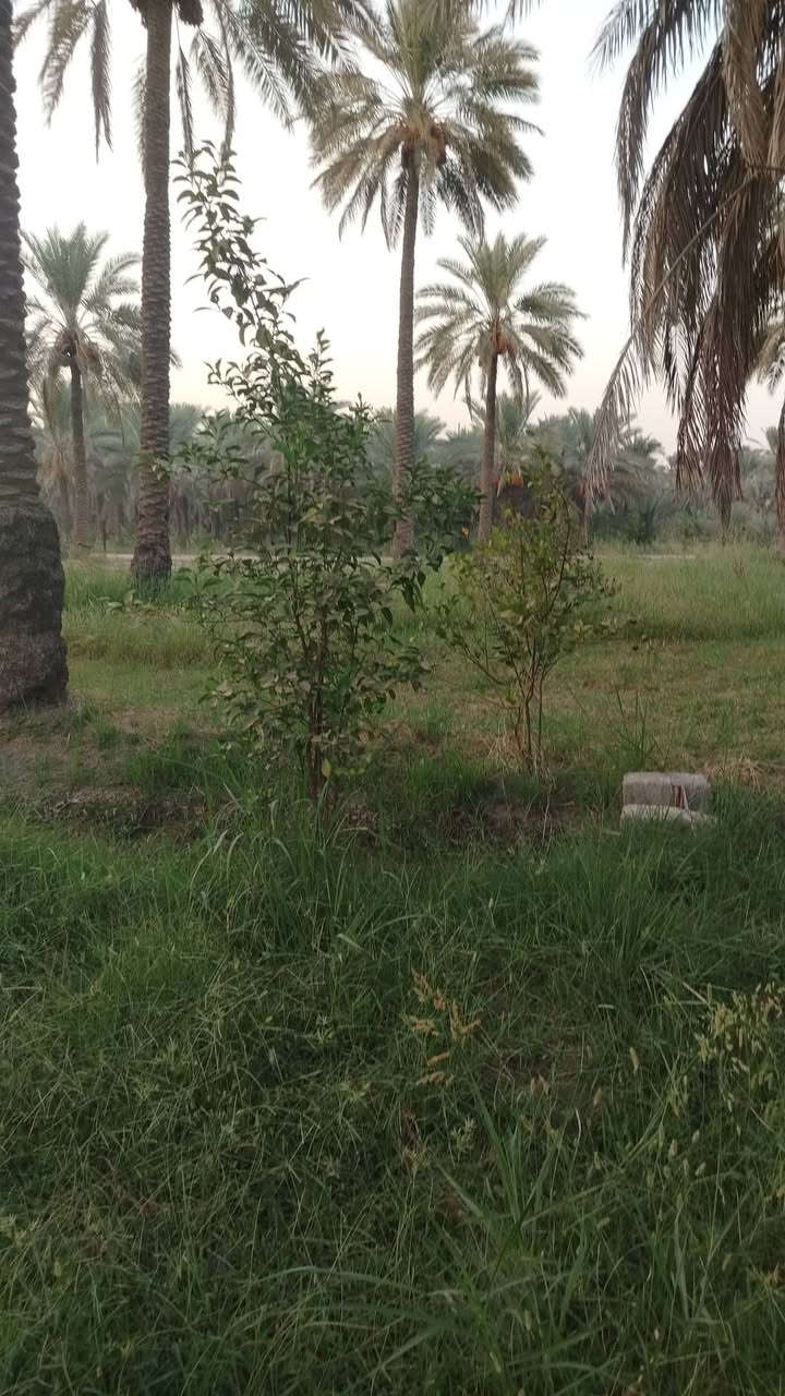 جوميسه غربيه • دونم وربع • نخل وحمضيات