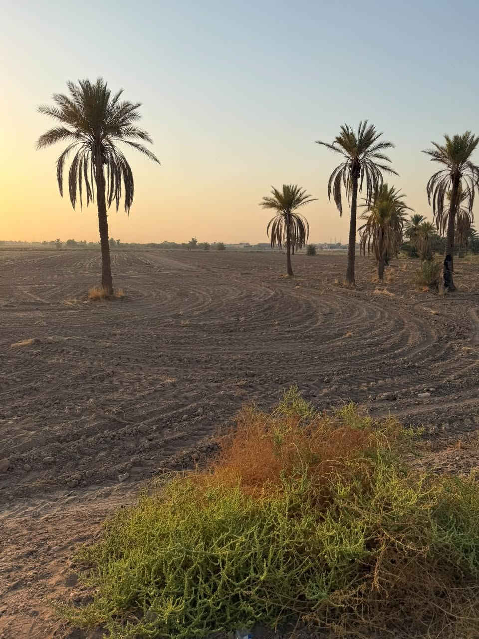 أرض زراعيه في منطقة الرغيلة على التبليط مباشرتاً تبعد عن الشارع العام حله كربلاء 1 كيلو متر مساحتها 15 دونم مسيجه وجاهزه بالكامل

للأستفسار الإتصال على : ***********-‭ ***********
