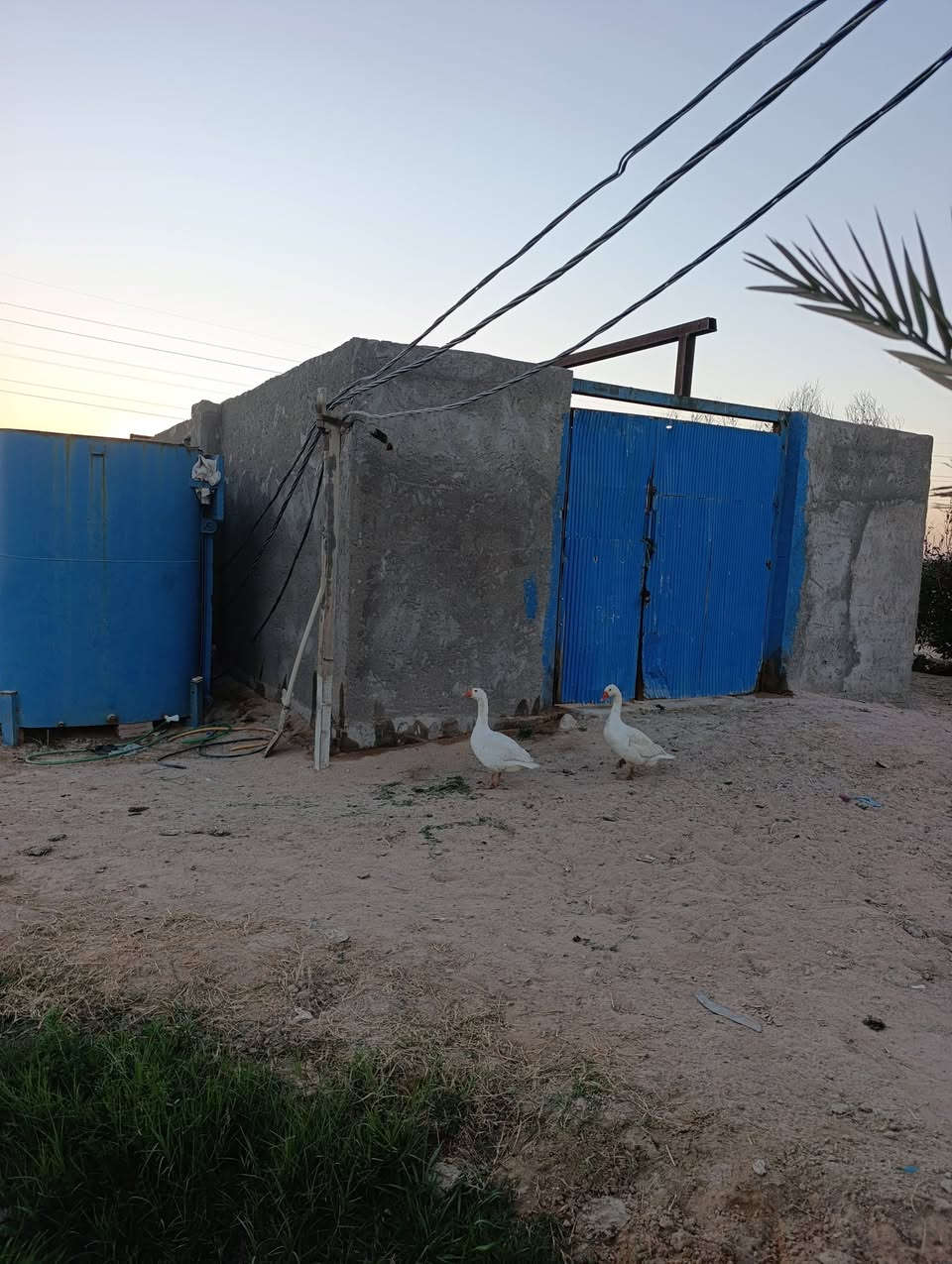 السلام عليكم مزرعه للبيع مساحتها 2 دونم و500 متر المزرعه جاهزه مزروعه تحتوي على حقل للحلال عجوله او غير ذلك من الحلال وايضا كرفان يحتوي على غرفتين خدمات موجوده ماء وكهرباء حجم البير البوري ابو العشره ماطور غطاس ابو العشره حصان  المكان نجف شارع كربلاء عمود 176.  اللي يحب يشتري يدلل السعر مناسب  ***********

