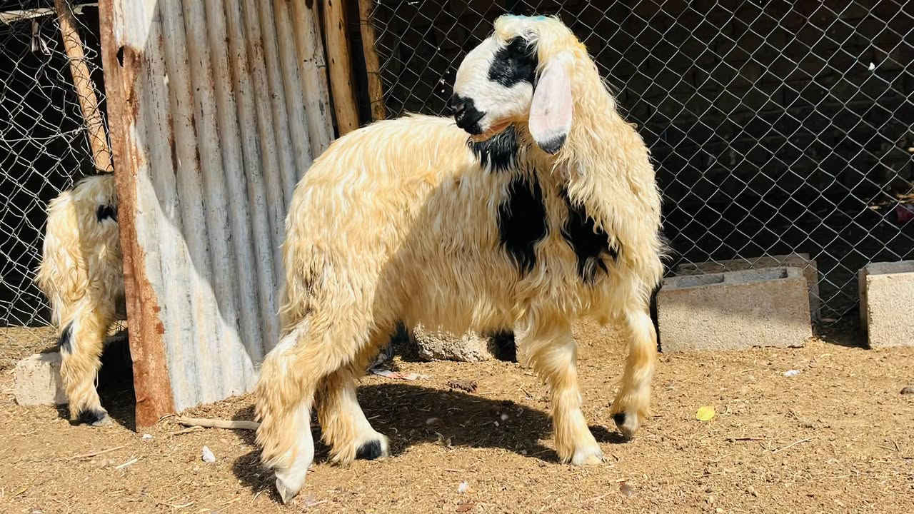 نجديات • ٦حبات • نعجه أم ثاني