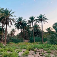 ٢ دونم • بيت جاهز • نخيل وماء