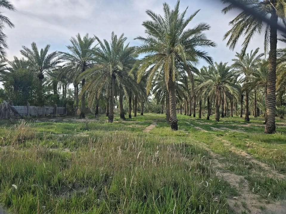 بستان • دونم وربع • سند ٢٥