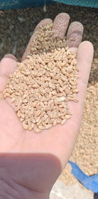 حنطة بورو • بنت المغلف • شرط النظافة