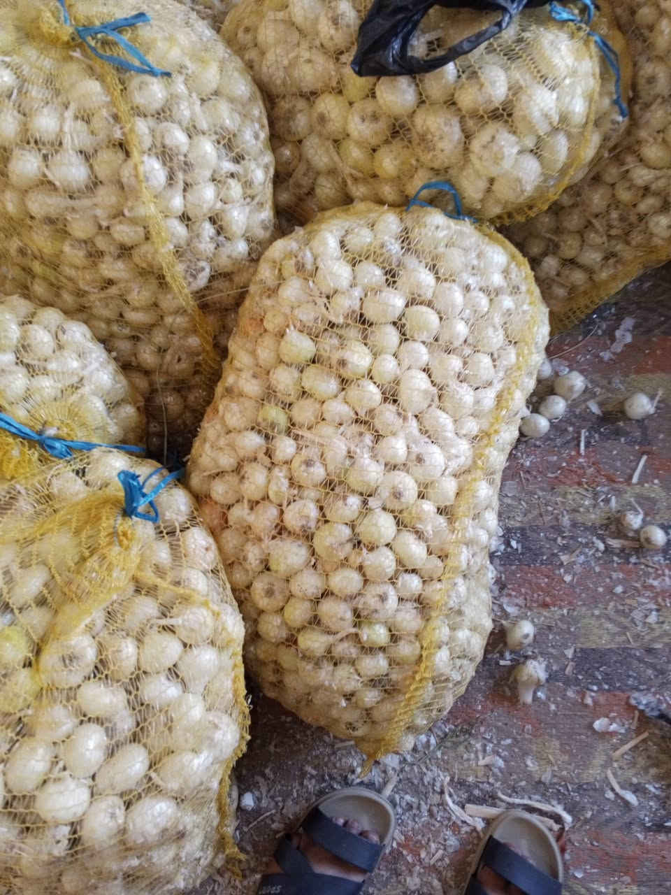 يوجد بصل حار جرخ درجه اولى ناعم مكان بابل كفل اتصال على رقم ***********@
