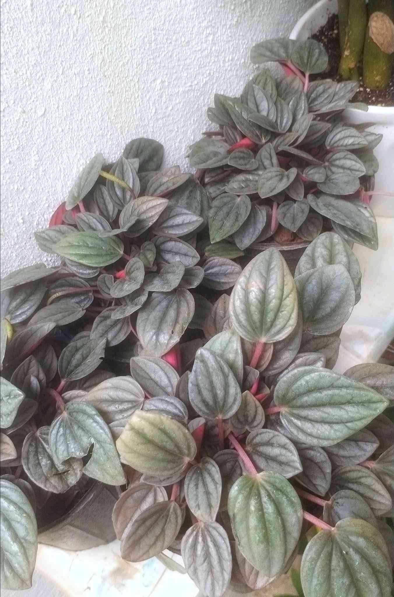 نباتات • خانقين • توصيل