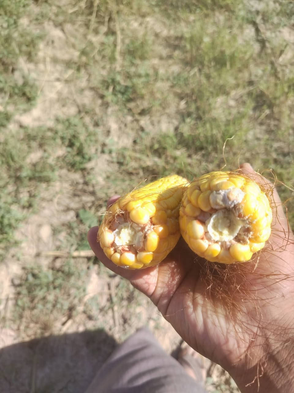 صفره • المهافيف
