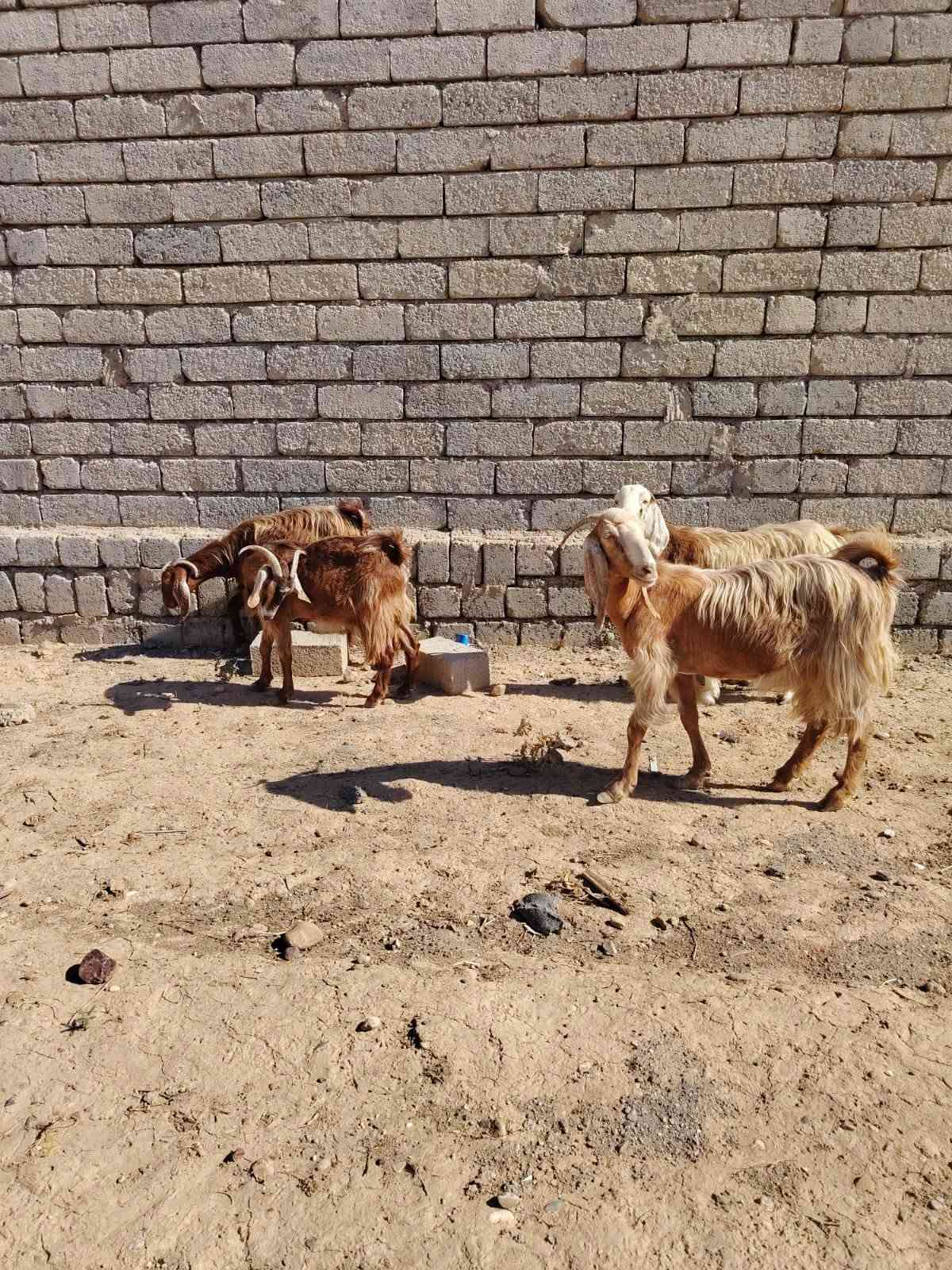معز • ٤ راس • الشرقاط