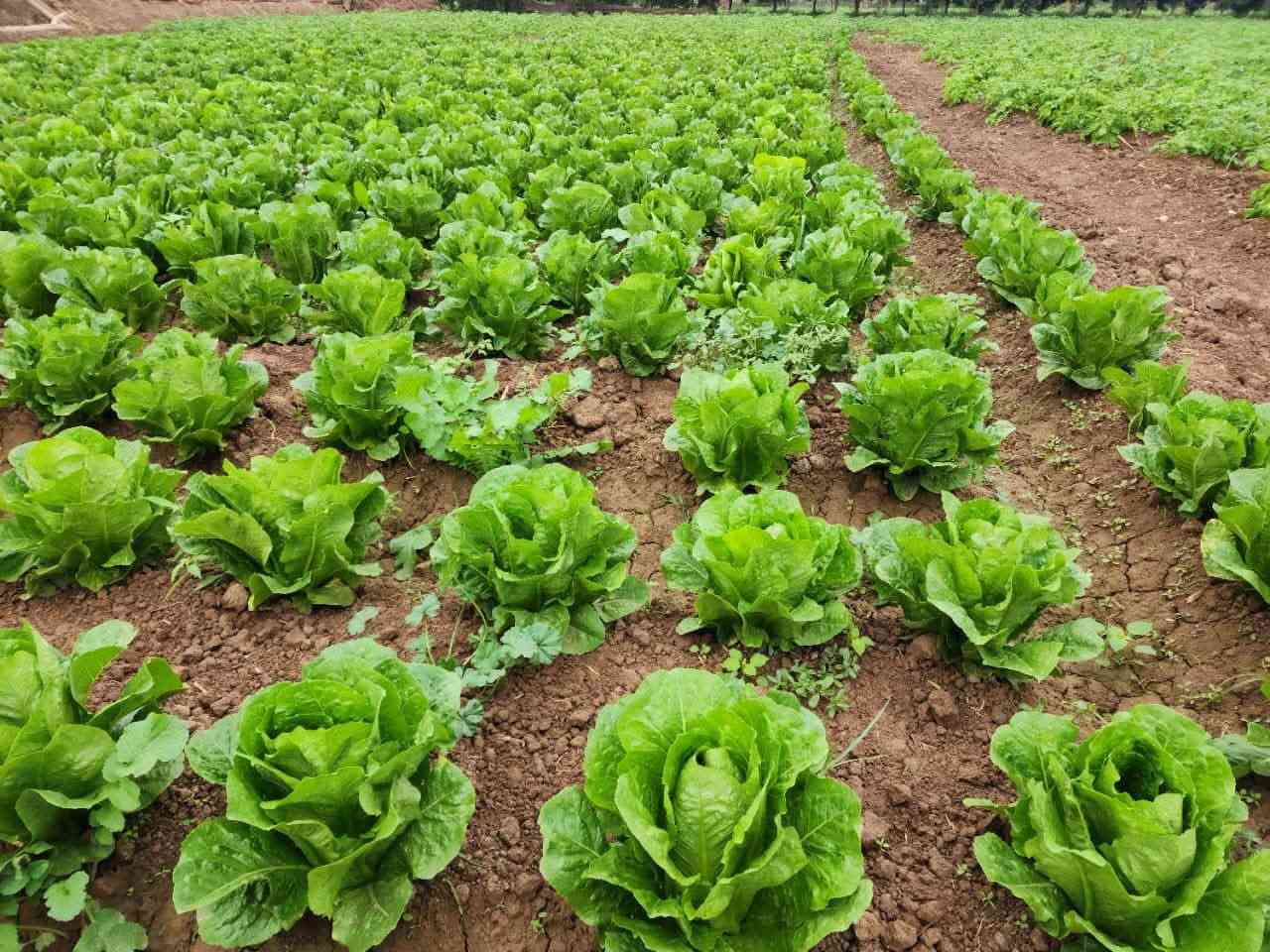🥬🌱 خس باهر F1 | BAHER F1 🌱🥬
من Valley Vegetable Seeds الهولندية 🇳🇱
صنف مميز للمزارع الباحث عن الجودة، التجانس، والحجم التسويقي الممتاز.

🔹 العمر: 60–70 يوم
🔹 اللون: اخضر
🔹 الوزن: 1 – 1.25 كغم
🔹 الصنف: BAHER F1
🔹 بذور أصلية بجودة عالية 🌱

🥬 باهر F1… إنتاج متجانس، وزن ممتاز، وشكل يجذب السوق.

🚚 يتوفر لدينا توصيل إلى جميع محافظات العراق 🇮🇶

📞 للطلب والاستفسار:
***********
***********

📍 مكتب المهندس علاء الشجيري للتجهيزات الزراعية

#خس_باهر_F1 #BAHER_F1 #Valley #بذور_هولندية #بذور_خضر #خس #زراعة #مزارعين #التجهيزات_الزراعية
@الجميع

:

#مكتب_علاء_الشجيري #مكتب_المهندس_علاء_الشجيري #علاء_الشجيري #مكتب_علاء_الشجيري_للتجهيزات_الزراعية #الشجيري_للتجهيزات_الزراعة
#خس
