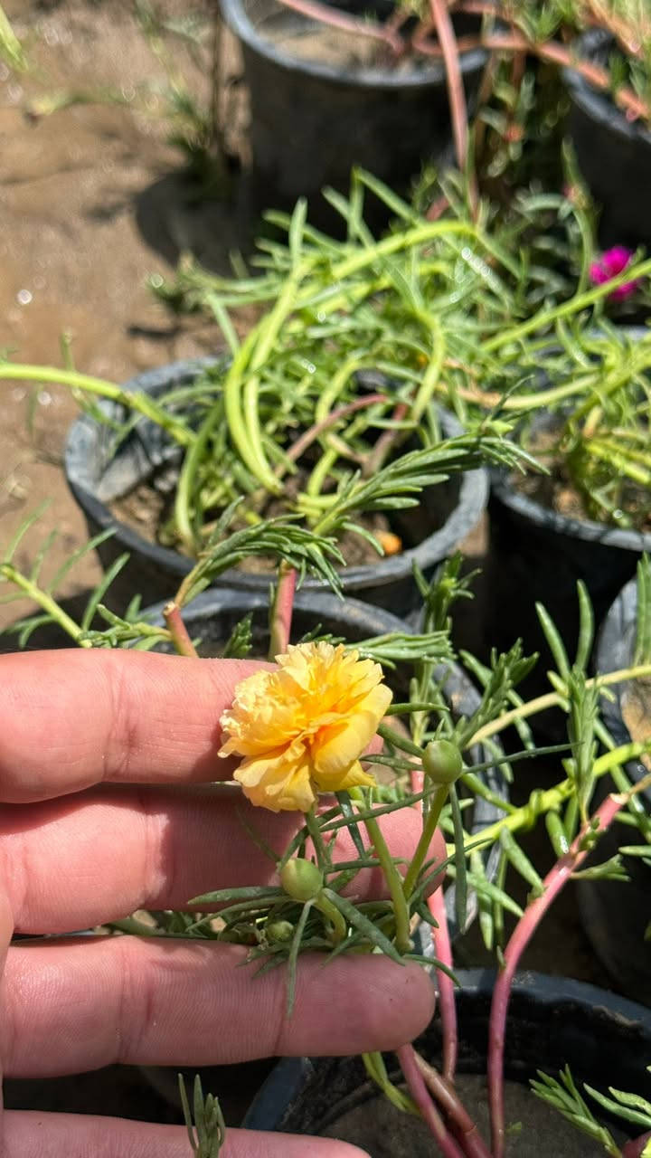 صباح الخير 💕😍
كل ٣ وردات بالفين.  ورد دافع خير من  الله 😍💐💐
توفر ورد. صباح عراقي جميع الوان 

يم مشتل الدجيل

العنوان شارع البلديه عل محيط 

لاستفسار ***********📞📱

توجد خدمه توصيل 🚚
