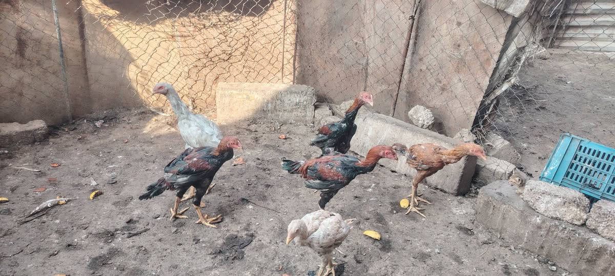 دجاج هراتي • ديوك عرب • الشرقاط