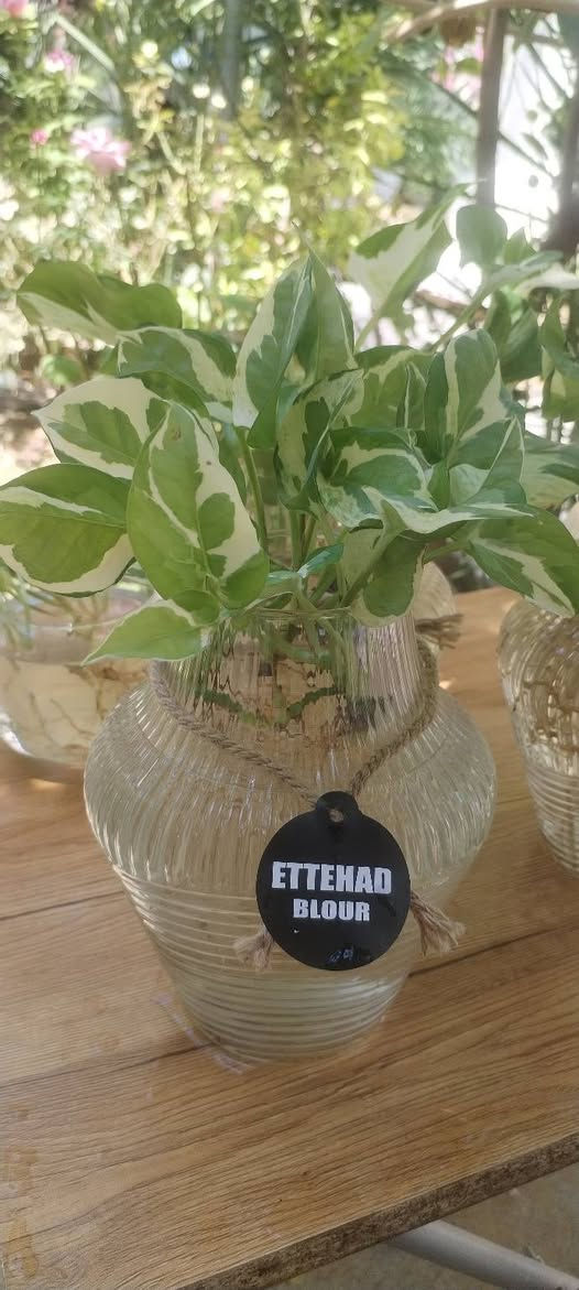دوارق لبلاب تجذير حجم كبير 🌺🌺 
سعر الدورق بدون لبلاب بالفين🌸❤️‍🔥❤️‍🔥 
دورق مع لبلاب مطبع نادر ب٥🍓🌼🍓🌼 
كمية محدودة🤗🤗🤗 
للطلب مراسلتنا خاص او واتساب على الرقم ***********♥️❤️♥️❤️ 
عنواننا خانقين بختياري الثانيا نهاية شارع العصائب واسواق صالح حمود وعدنا توصيل لكل................ مناطق ديالى🚕🚕🚕🚕 
راسلونا وتدللون
