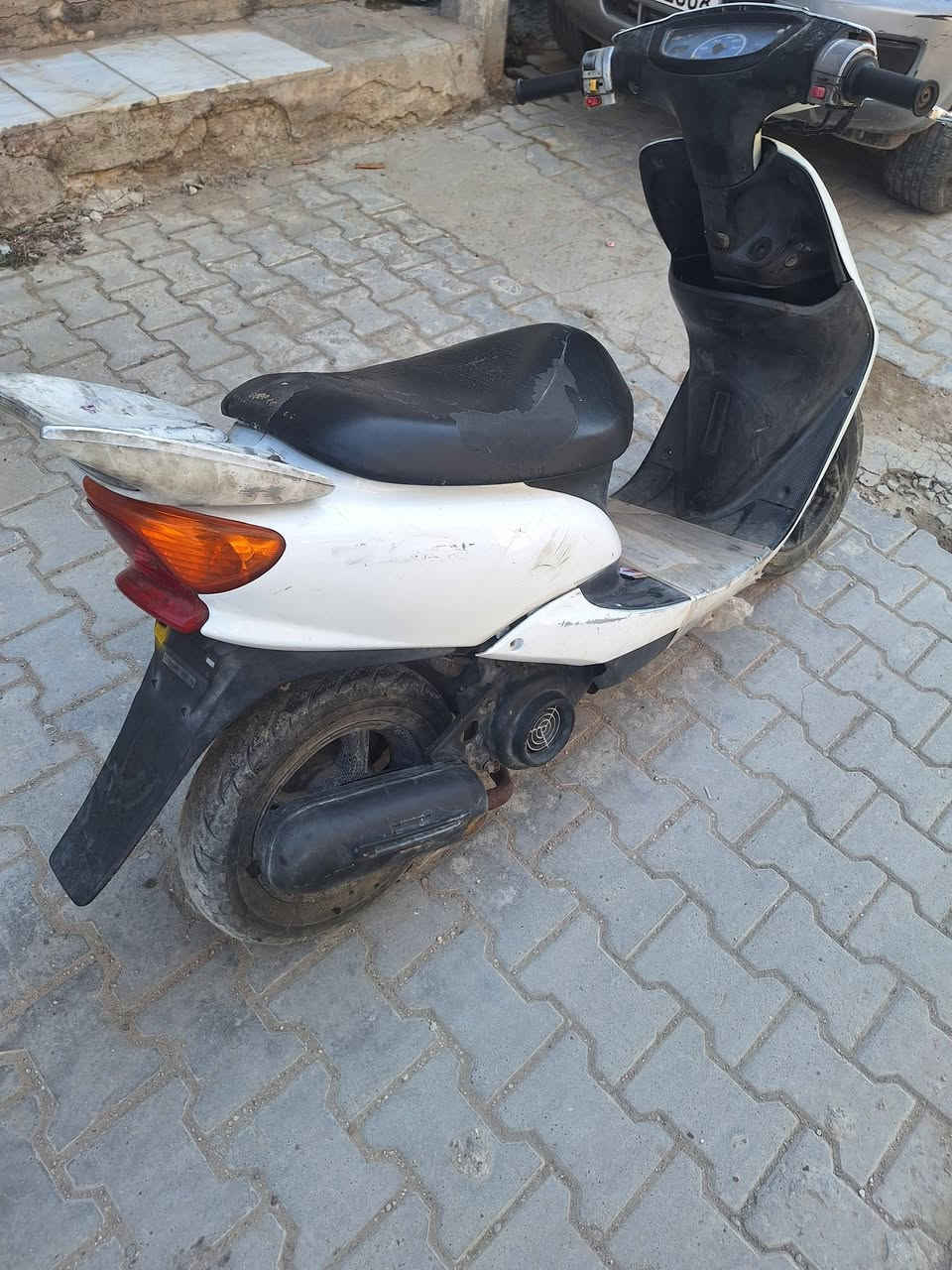 عصفورية • ابيض • مكفولة