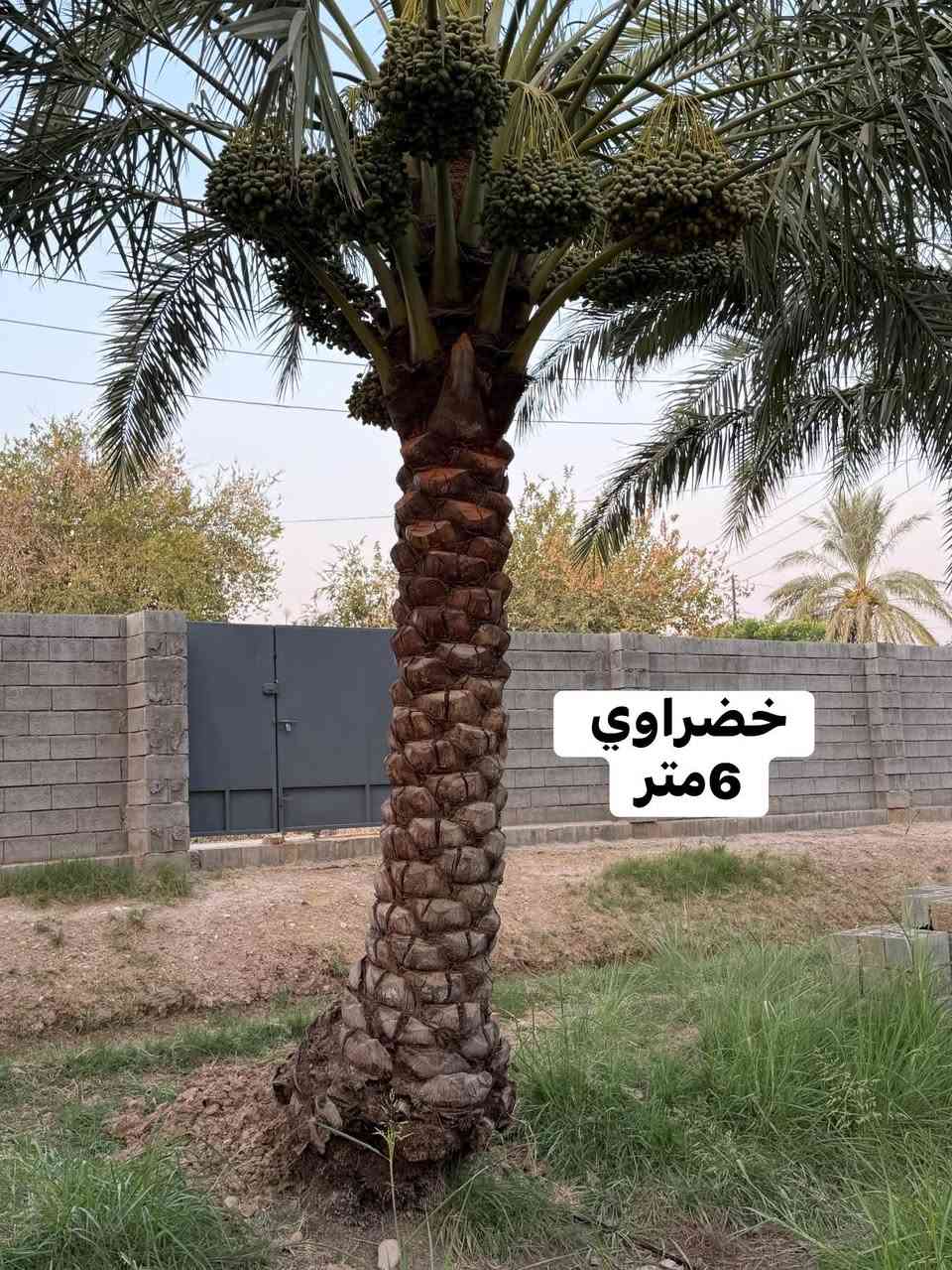 للبيع
اتصال ***********
فقط اتصال متوفر
