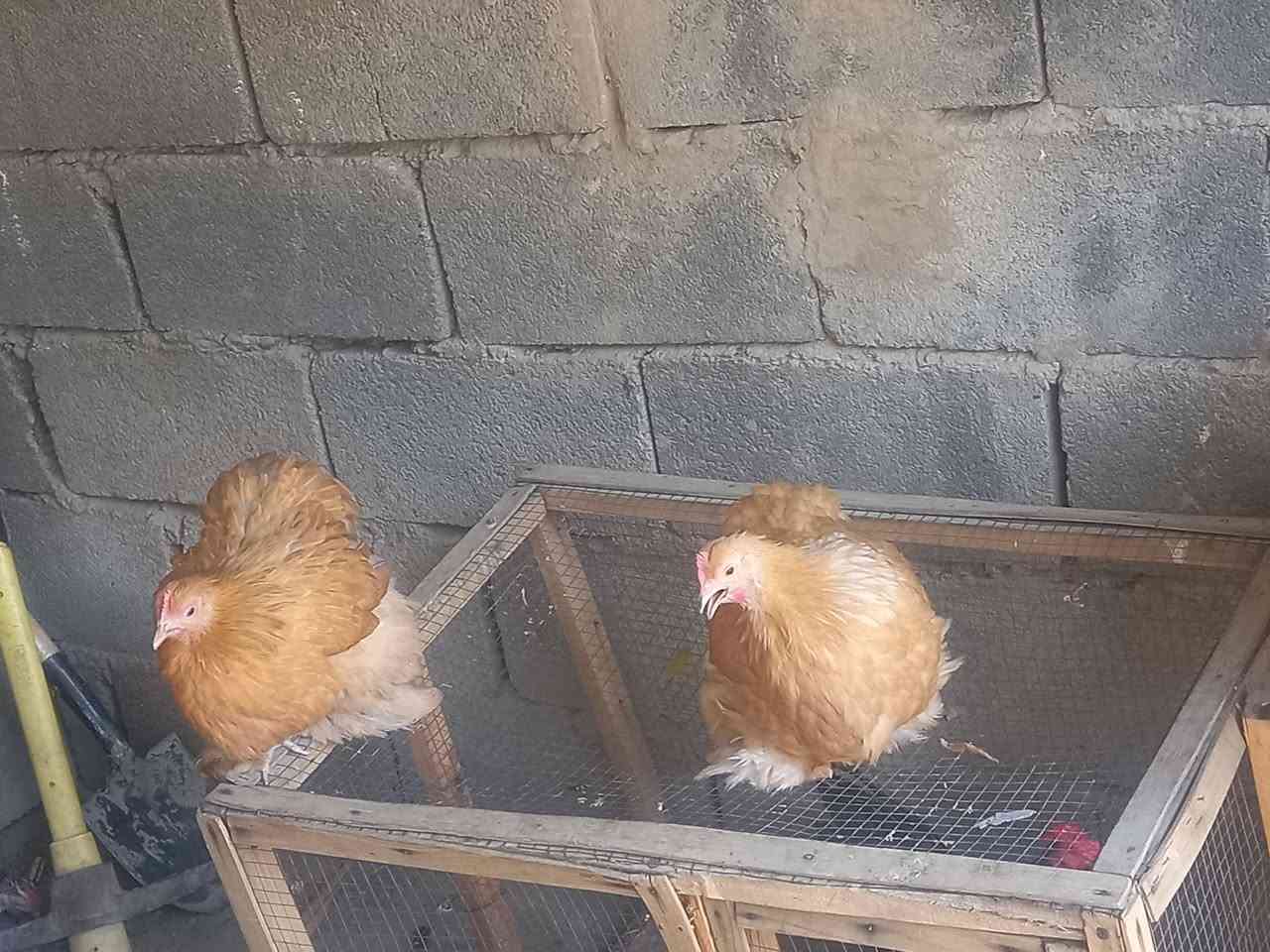 يابلاش يابلاش  اذا زوج سعره ٦٥ للف اذا شلع  يختلف سعر٢٥٠     عندي دجاجه كوشن ليموني خط اول استيراد خط اول  ديوجه ٦ ودجاجات ٣ بعد أقل شهر يبيضن   مكاني بغداد كماليه  صحه خير من الله   ***********
