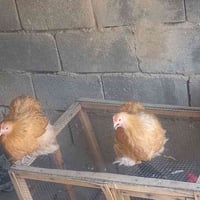 يابلاش يابلاش  اذا زوج سعره ٦٥ للف اذا شلع  يختلف سعر٢٥٠     عندي دجاج...