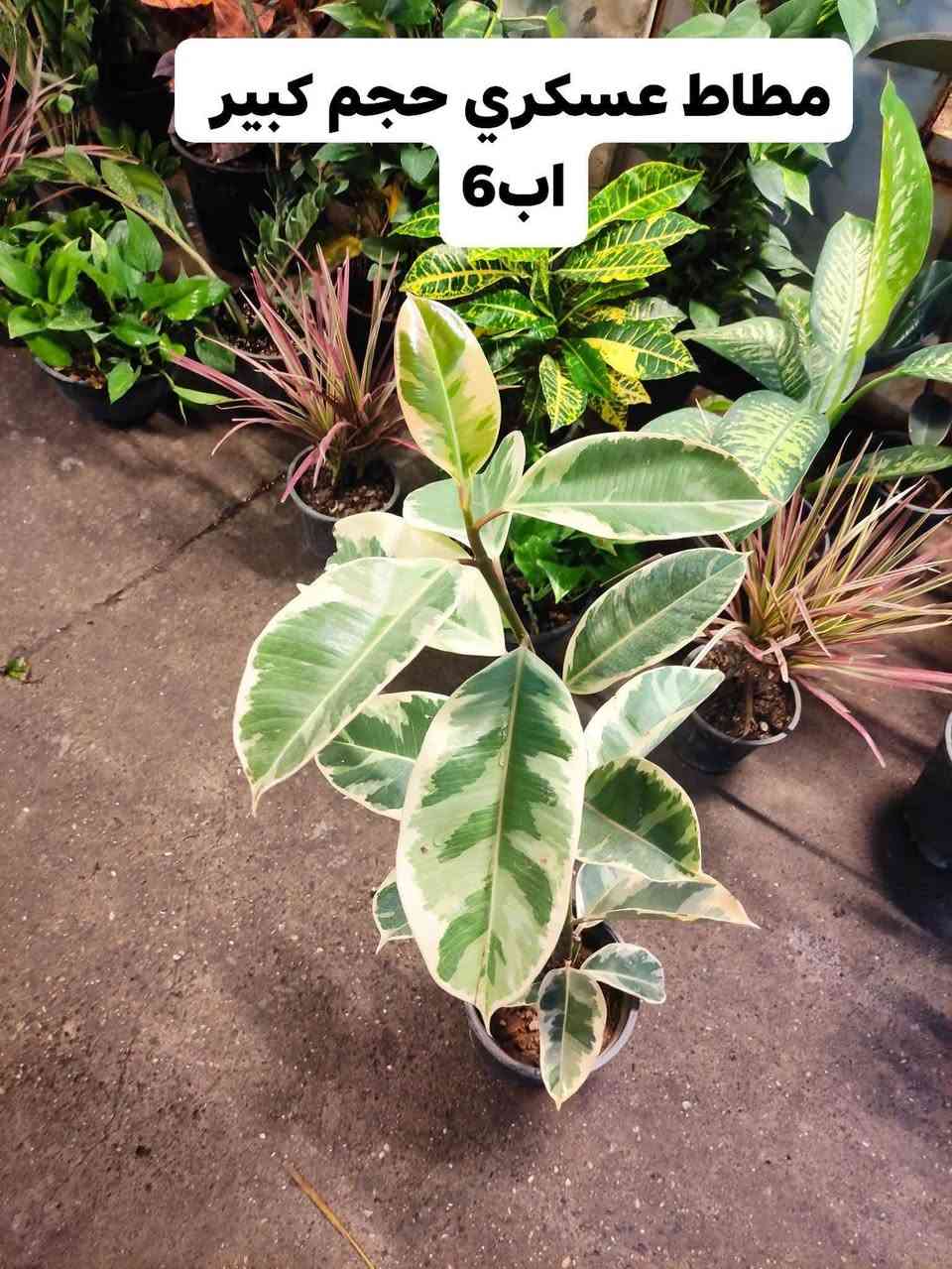 (السلام عليكم اعزائي ) تم وصول وجبة جديدة من النباتات الظليه  الهولنديه وشمسيه في ( مشتل ابو علي)🌷🌷🪴☘🍁

العنوان موصل الجانب الايمن سوق السرجخانه قرب جامع زينب خاتون 
للاستفسار او الحجز مراجعه الصفحه او الاتصال على الرقم
***********

نص مكتوب في الصور:
- دفن باخيا حجم الكبير 25
- دفن باخيا حجم كبير ب8
- مطاط عسكري حجم كبير بـ6
- شجرة الميلاد حجم كبير
- اب 15
- شجرة الميلاد حجم وسط
- اب 10