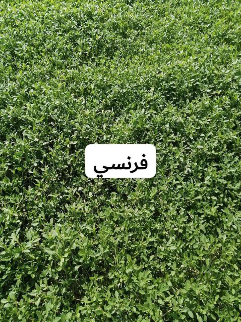 ثيل هندي درجه أوله للبيع و إيطالي و فرنسي  لاستفسار يوجد لدي كادر عمل فرش حدائق ***********

نص مكتوب في الصور:
- هندي
- ايطالي
- فرنسي