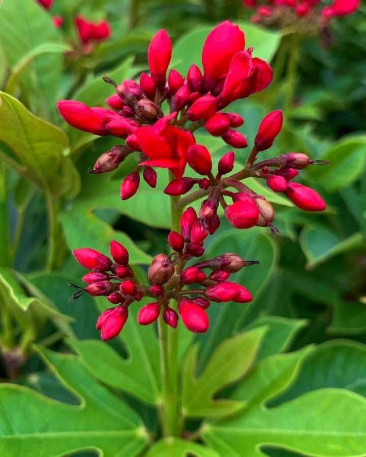 السلام عليكم متابعينا 🤍.

نعلن عن توفر اشجار الجاتروفا او الجادروفا واسمه العلمي (jatropha integerrima)🌺🌳

ارتفاع متر تقريباً 🩵
السعر   ١٠ الف 🩷

 تنتج زهور حمراء صغيرة الحجم و لكن على شكل كتل او مجموعات في الغصن الواحد وتزهر بكثافة منذ حلول الربيع و طوال الصيف و لكن تصفر اوراقها قليلاوتتساقط و يتوقف الازهار في الشتاء و ممكن ان تكون في موقع مشمس او مظلل واقصى ارتفاع لها يمكن يصل الى ثلاث امتار و لكن اقوم بتقليمها حتى يصبح طولها في حدود المترين فقط ذلك ان زهورها اذا كانت بكامل ارتفاعها لايمكن مشاهدتها بسهولة كما ان زهورها تصلح للمزهريات في المنزل لانها تدوم فترة طويلة .. كما يوجد ايضا اشجار جاتروفا بزهور وردية ولكنها  اقل انتاج في الزهور ..  

 أن الشجرة تتحمل الحرارة الشديدة التي قد تصل الى 50 درجة كما في العراق و السعودية و الكويت كما تتحمل ملوحة التربة و لاتحتاج الى عناية خاصة و من الملاحظ انها اذا كبرت الشجرة فأنها تضرب بجذورها في التربة بشكل قوي جدا بحيث يصعب اقتلاعها مجددا .. انني انصح حقيقة بزراعتها فهي جميلة فضلا انها تزودنا بزهور حمراء ناصعة في فترة شدة الحرارة التي ينعدم فيها او تقل فيها الزهور ..
يتم إكثارها بالعقل الخشبية في شهر  كانون الثاني وشباط  

⭐يتوفر لدينا خدمه توصيل لجميع محافظات العراق 🛻 
⭐ للحجز والاستفسار يرجى مراسله الصفحه او مراسله واتساب على الرقم ‏‪***********

نص مكتوب في الصور:
- South-Florida-Plant-Guide.com