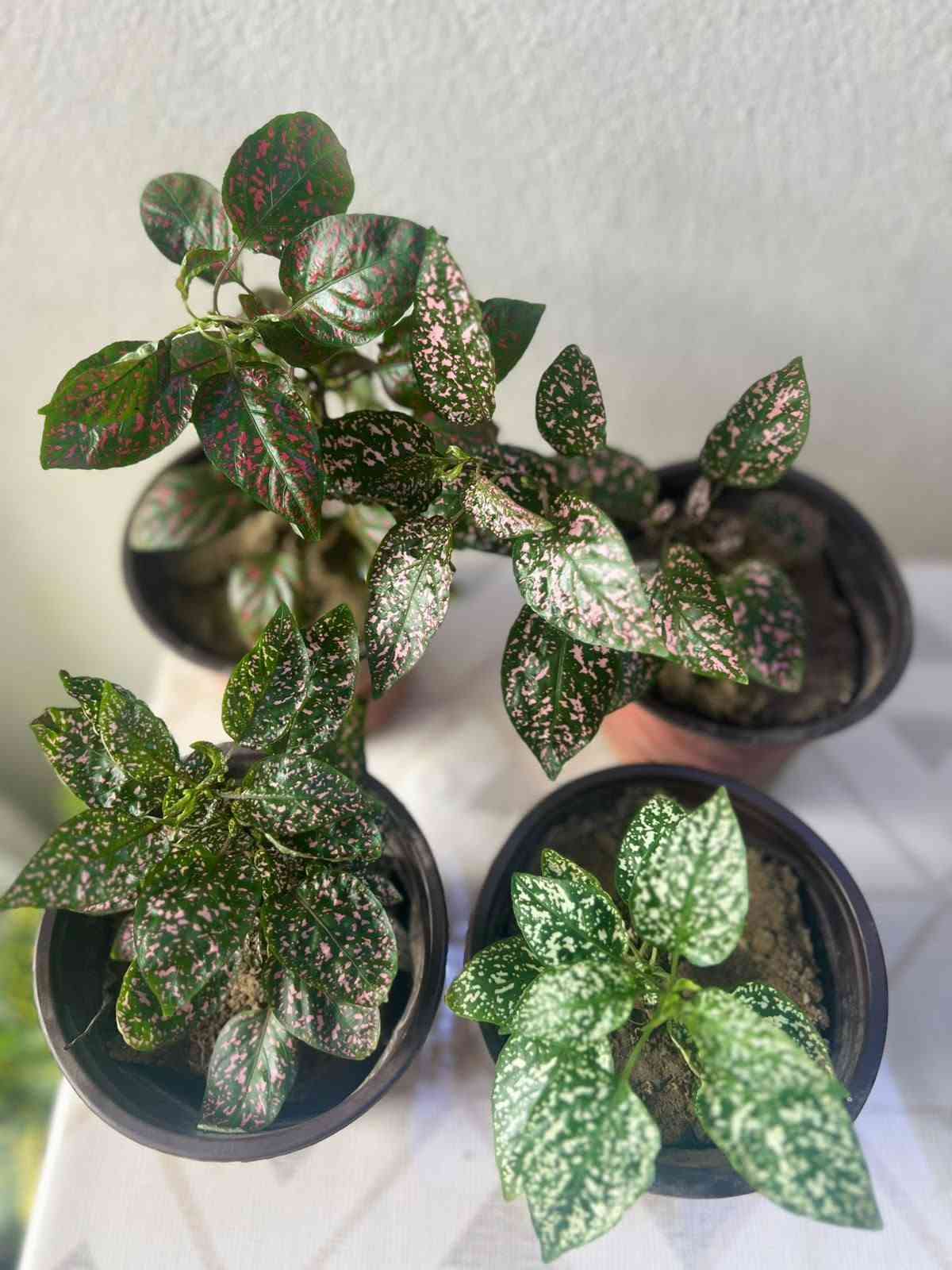 🌱 ضيف الطبيعة والمظهر الأنيق لبيتك! 🌱

​وصل حديثاً: نباتات جديده  أصل هولندي 🇳🇱

كثافة عالية، خضار يفتح النفس، ونشاط وصحة تامة للنبات! 💚
​✨ النباتات 🌿🌿🌿
​يضيف لمسة ديكور راقية وفاخرة للمنازل والمكاتب.

​سهل العناية ويضيف طاقة إيجابية على المكان.

​📍 الموقع: الموصل - البلديات (قرب صيدلية ركن العناية)

🛵 خدمة التوصيل: متوفرة لجميع مناطق الموصل.

​📥 للطلب أو الاستفسار: يرجى مراسلتنا عبر رسائل الصفحة، أو التواصل مباشرة عبر الواتساب:
📱 [***********]

tiktok.com/@313_k27.   👈  رابط تيك توك 

متابعه ومشاركه للصفحه ليصلكم كل ما هو جديد 

#فيلوديندرون #لبلاب_متدلي #نباتات_هولندية #نباتات_زينة #نباتات_داخلية #عشاق_النباتات #ديكور_طبيعي
