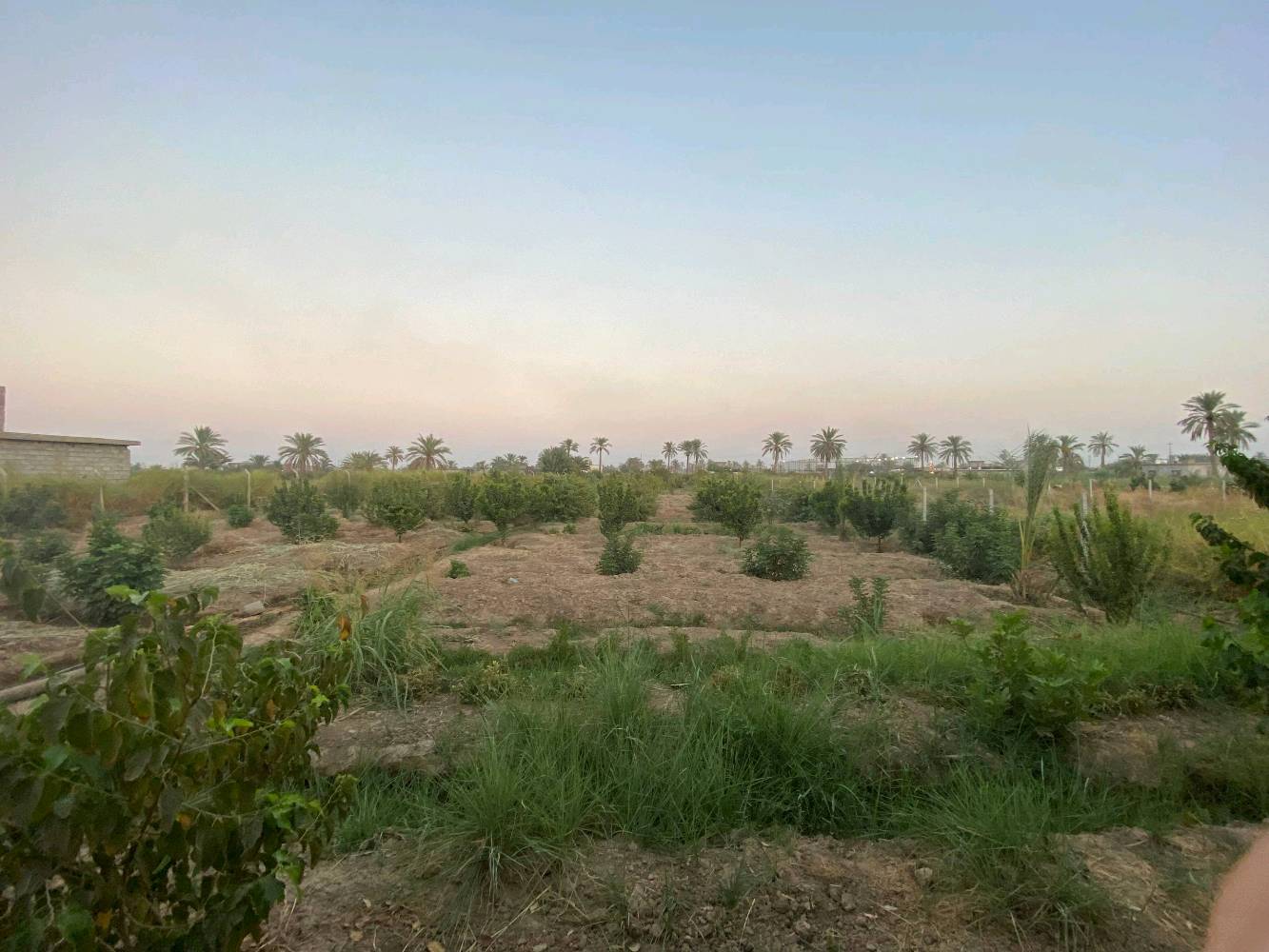 بستان زراعية للبيع الموقع صلاح الدين عزبز بلد مدخل 5  للاستفسار الاتصال بالرقم التالي *********** يوجد فيها آبار عدد 2 وكهرباء وماء حلو واشجار فواكه آلو مشمش تين لنك الدنيا تفاح كوجه الخ