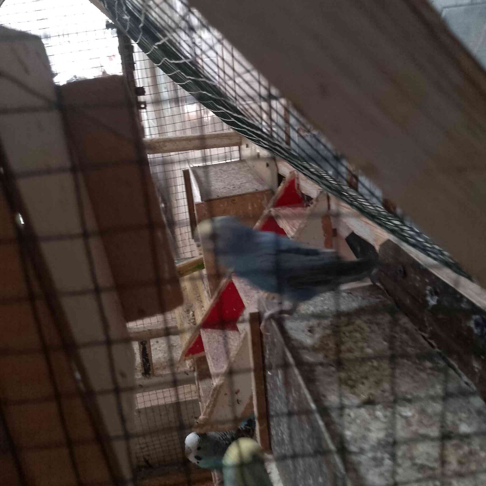 كناري • طيور • واتساب