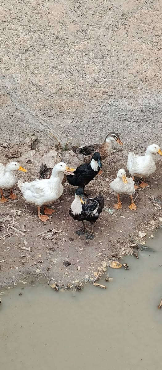 ديكور • حديقة