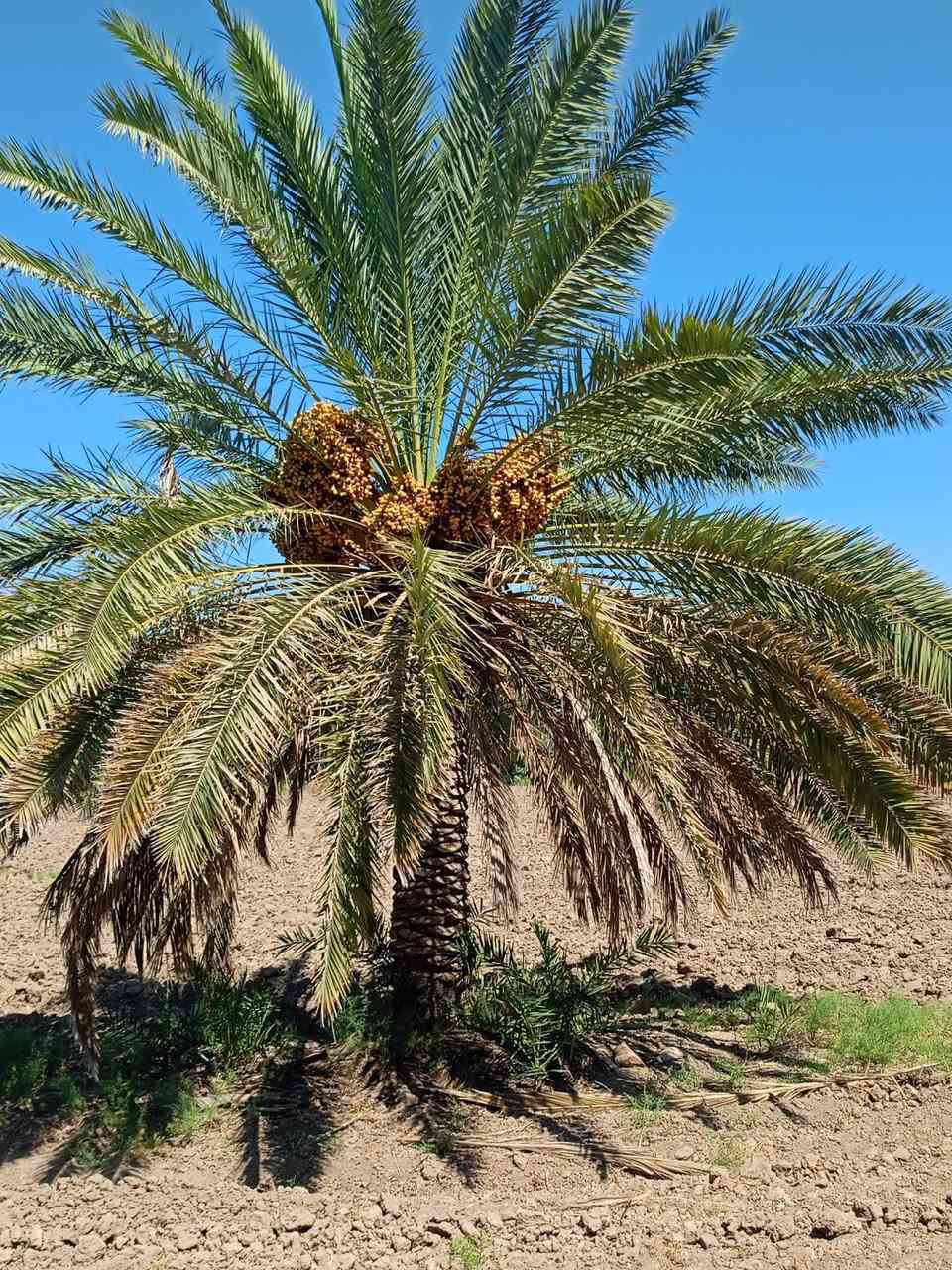 @مكلف بلنشر
سلام عليكم  ارض زراعيه عقد 35مجدد السنة 2027 في الكفل ع طريق السبعه خلف محطة الكهرباء الجديده تبعد عن طريق حله نجف 1200متر وعن شارع القاسم حله 150متر مساحة الارض الزراعيه 6دونم وتحتوي ع 22 نخله حلاوي وخط كالمتوز ع ضفاف النهر وتحوي ع ماء اساله وكهرباء +مياه سقي وتكون الارض مربعه وتحيطها من ثلاث جهات طريق سياره رقم صاحب الارض ***********
