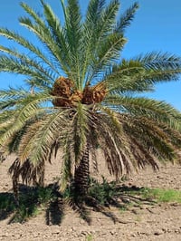 الكفل • ٦ دونم • ٢٢ نخلة حلاوي