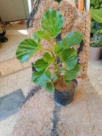 نباتات • حجم صغير • حجم كبير