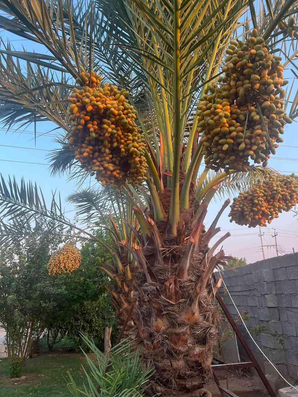 بسم الله الرحمن الرحيم
بيت للبيع  واسط قضاء العزيزية مساحته 830م طابو سند 25

بناء 200 ويحتوي ؏ــلى قاطين 4غرف وحمامات +صحيات 3  استقبال وصاله ومطبخ حار وبارد + ترك 3 متر  في منطقه برينج شارع مبلط ؏ــلى طريق الزوار بتجاه القطع قرب صيدليه هندي 

ويحتوي ؏ــلى حديقه واشجار مثمره 

الاشجار المثمره 

نخيل 6 

رمان 3 

مشمش 3 

تين 2 

ليمون عرقي 1 

حامض 25 

تكي 2 

مبار 2

تفاح 7 

من غير الفواكه المزروعه جديده ( عرموط .سندي . ليمون . لالنكي .تين .برتقال .تفاح .وغيرها )

الاستفسار الاتصال ؏ــلى الارقام التاليه 

***********

***********
