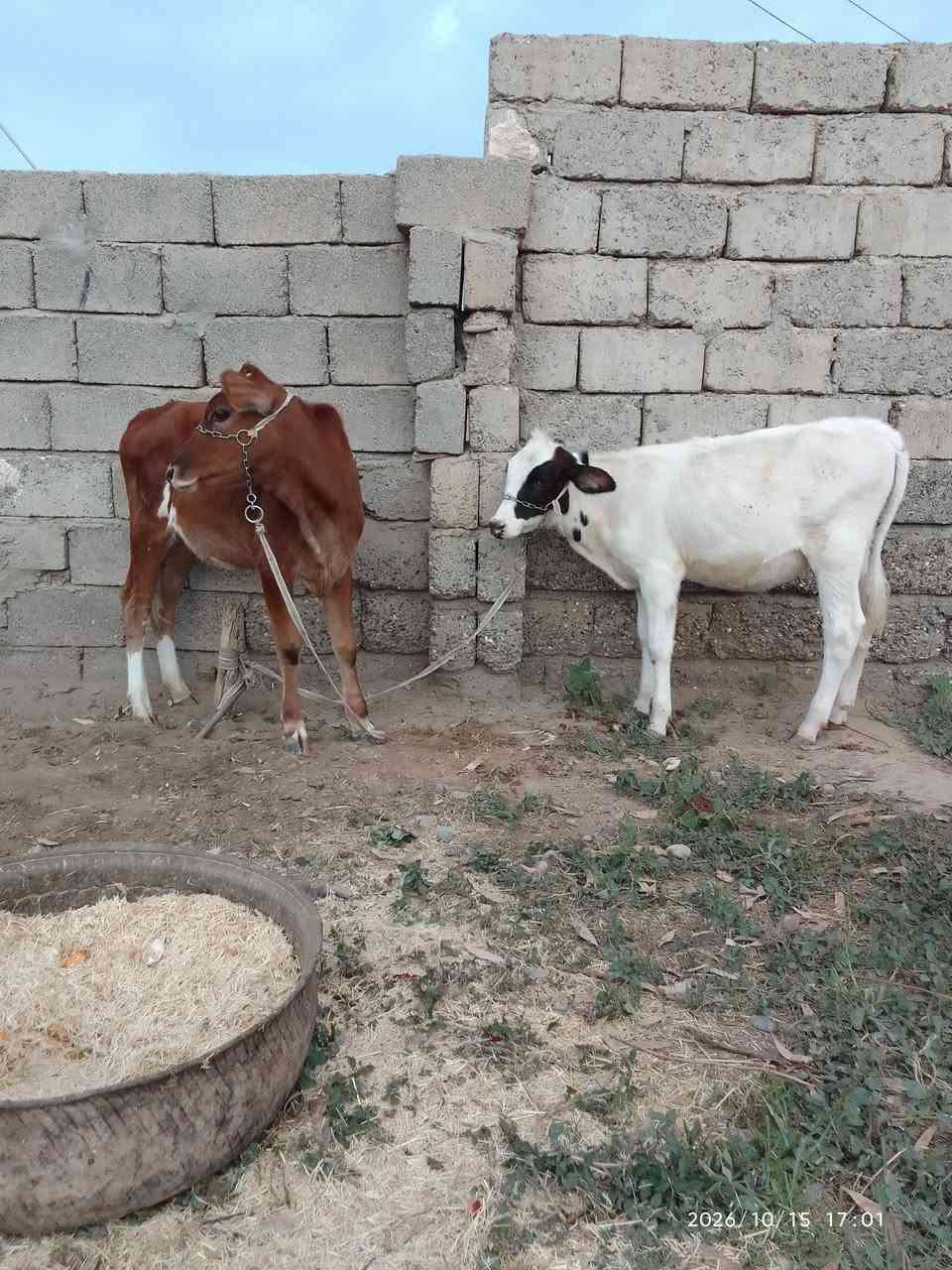 حوليات • درجة أولى • الشرقاط