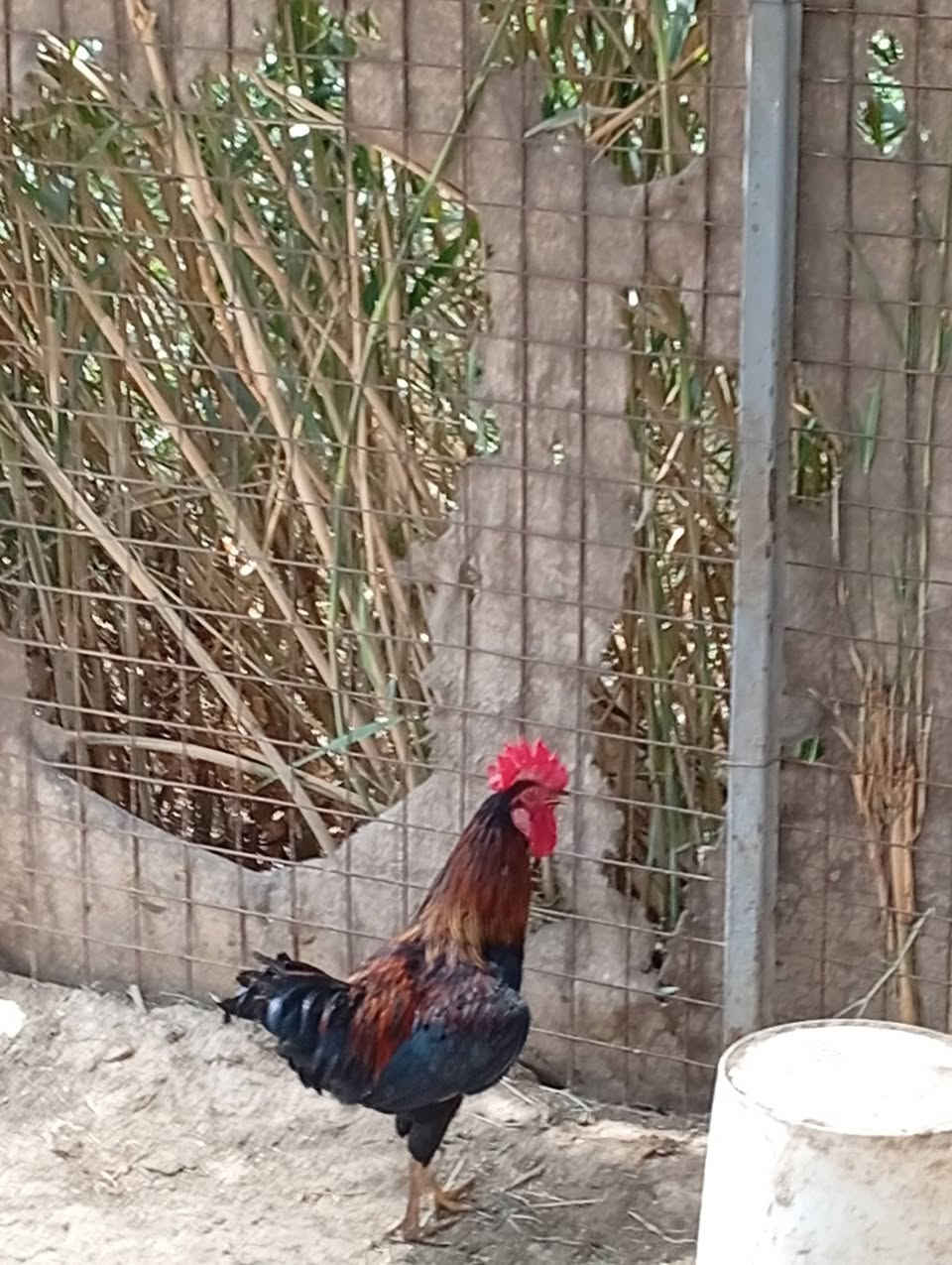 للبيع • شرط صحة • حله